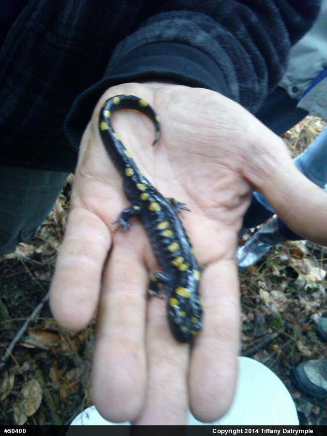 Spotted Salamander