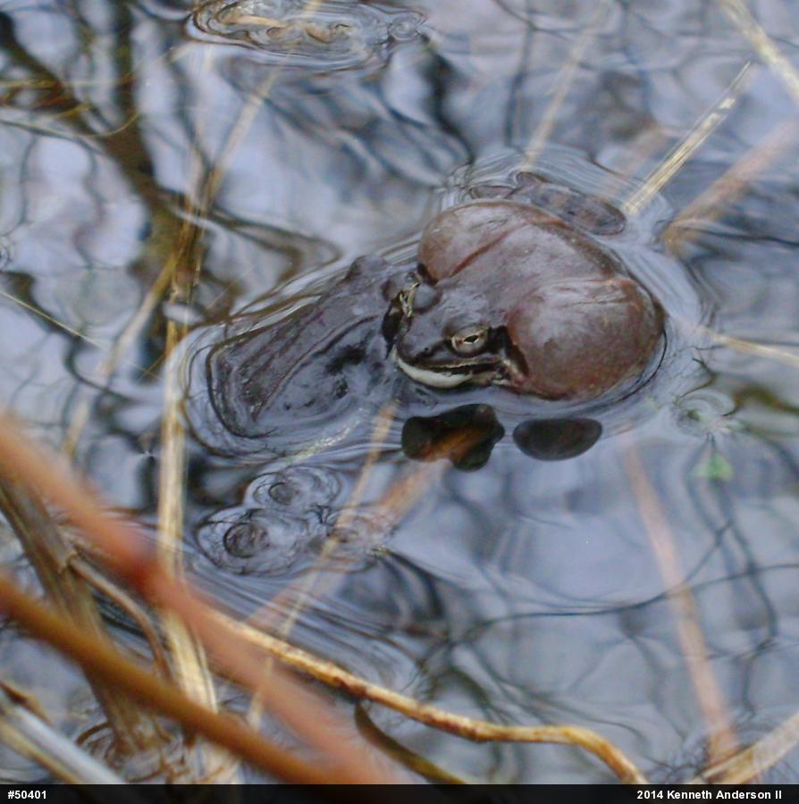 Wood Frog