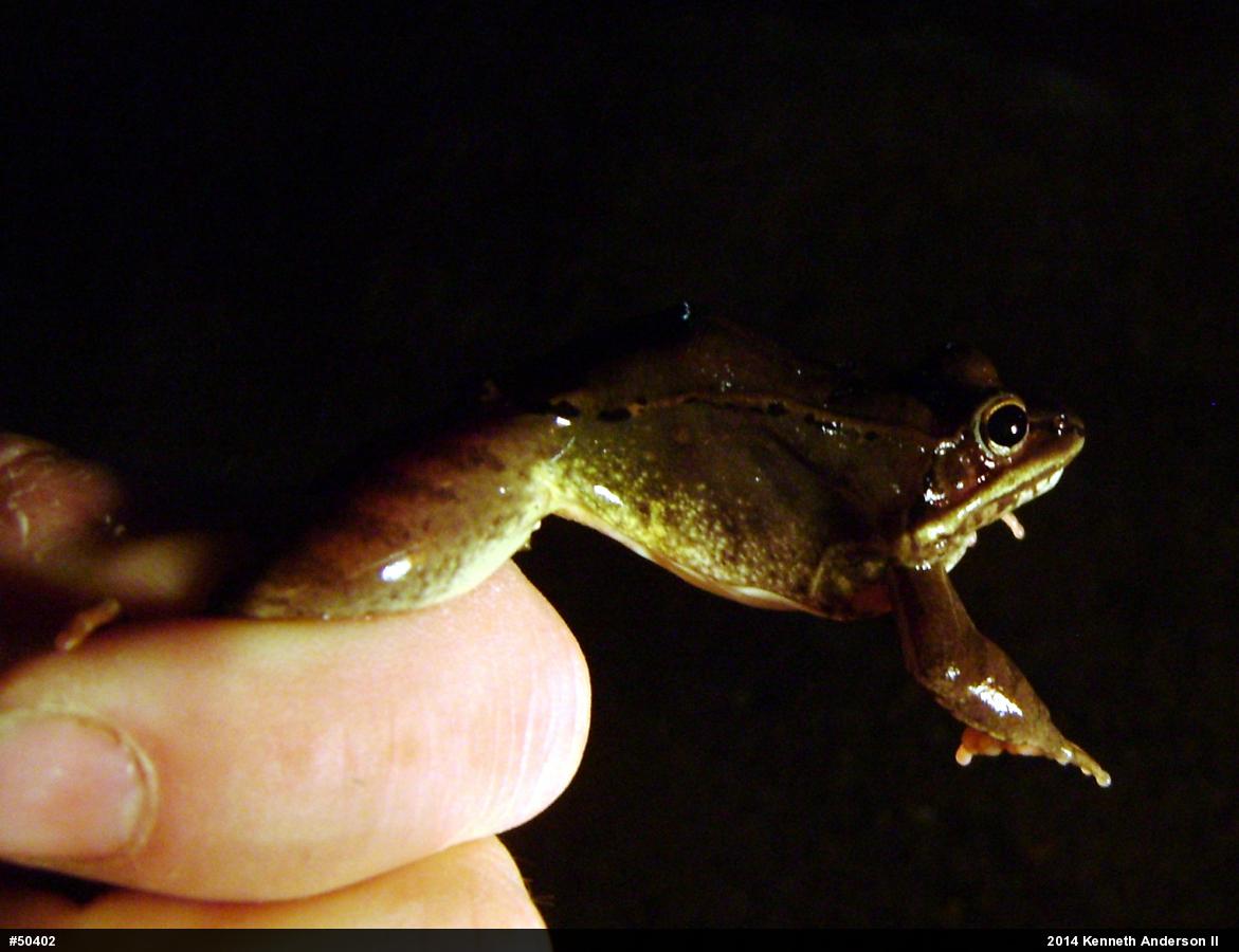 Wood Frog