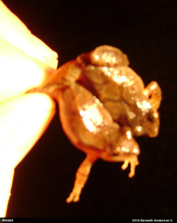 Spring Peeper