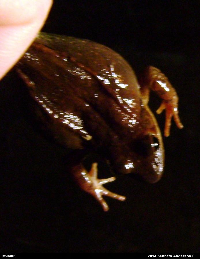 Wood Frog
