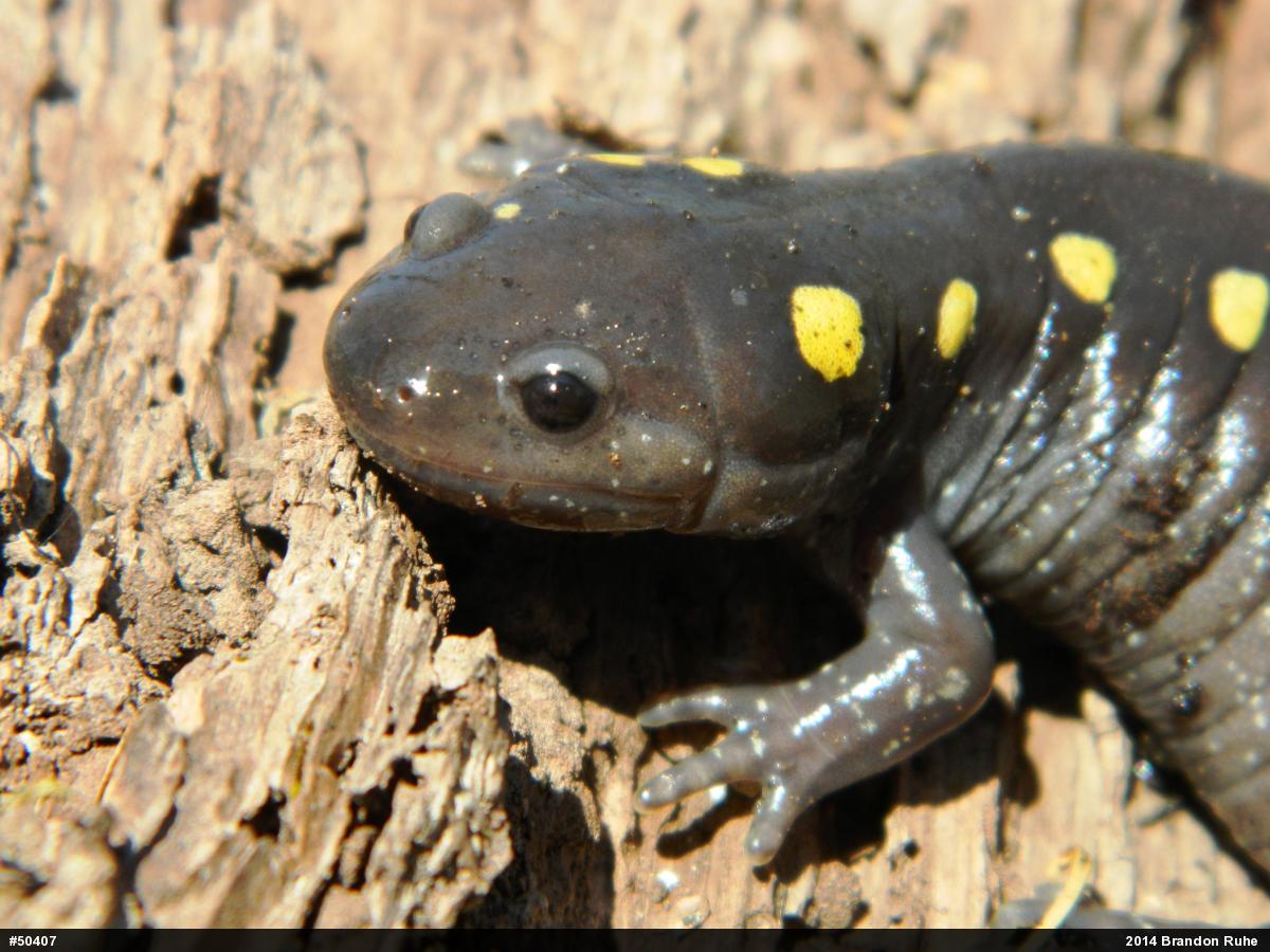 Spotted Salamander
