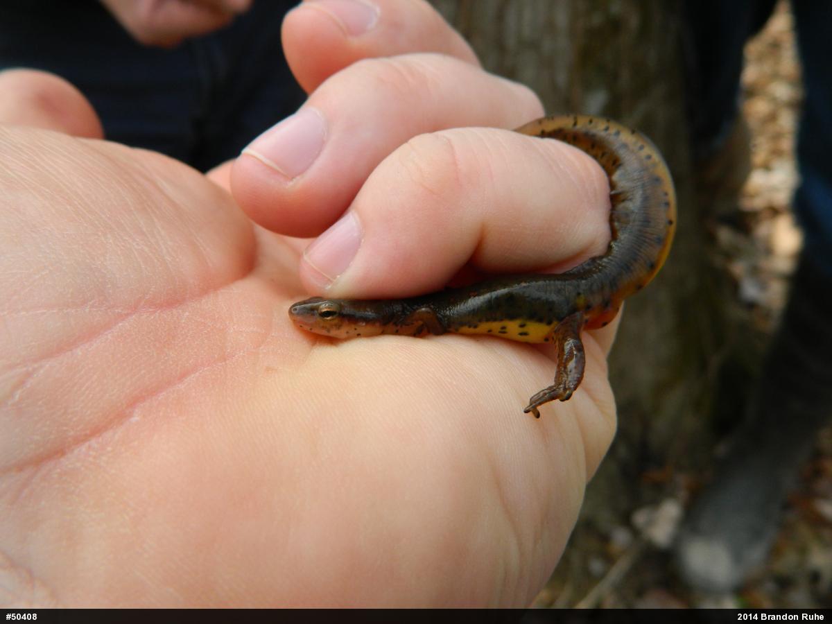 Red-spotted Newt