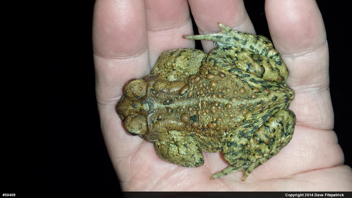Eastern American Toad