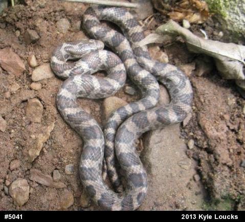 Eastern Milksnake