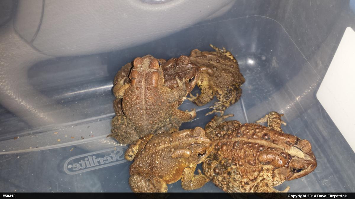 Eastern American Toad