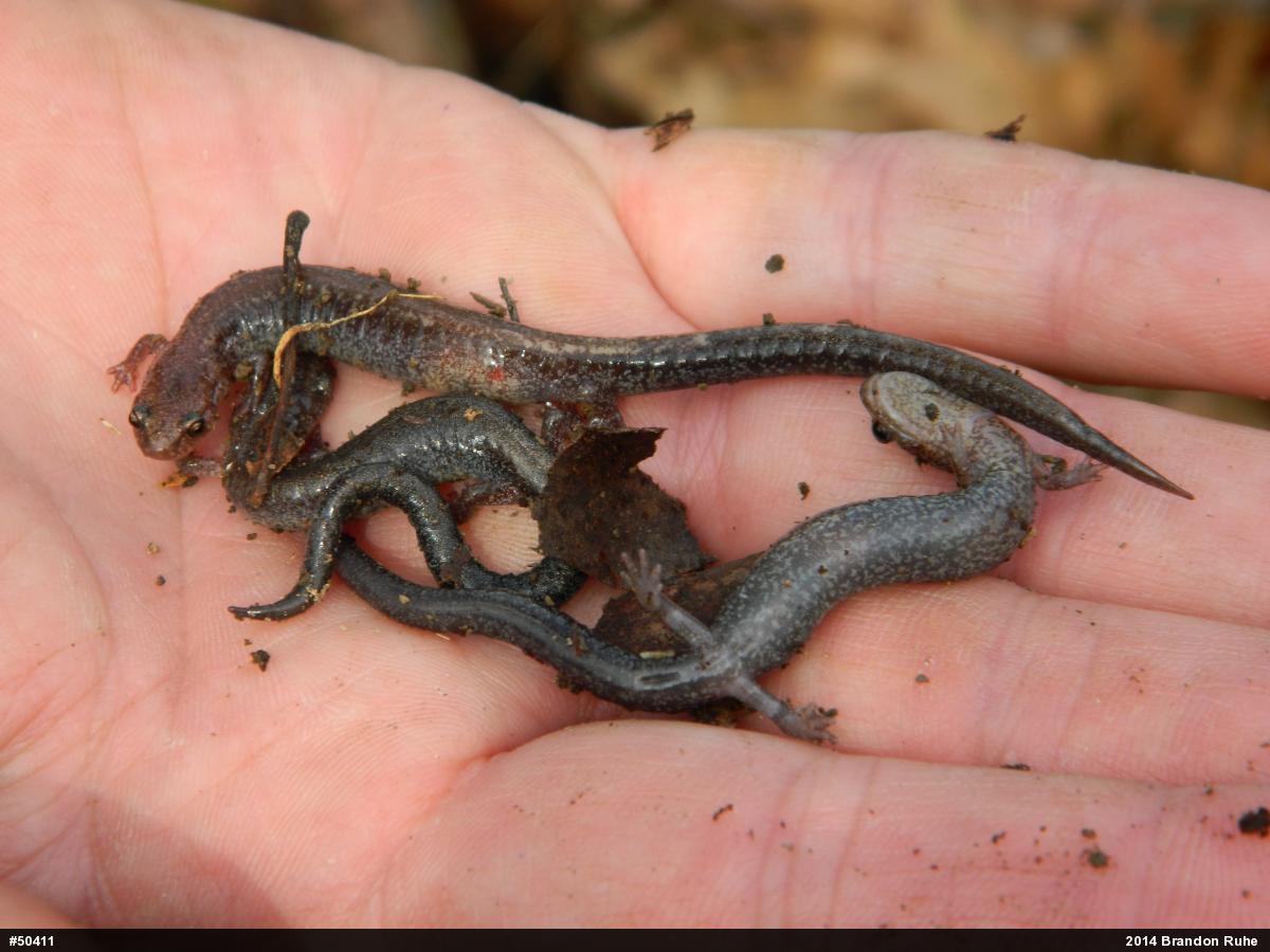 Eastern Red-backed  Salamander
