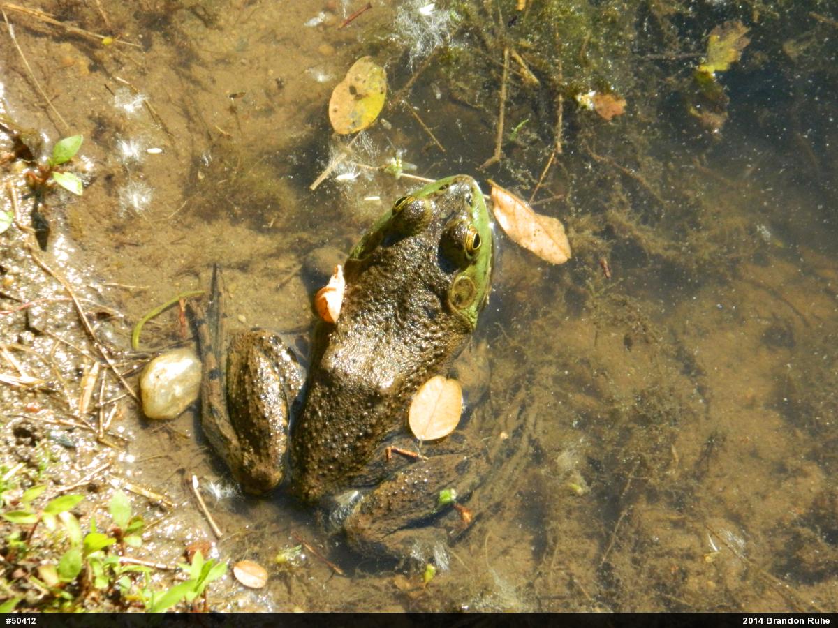 American Bullfrog