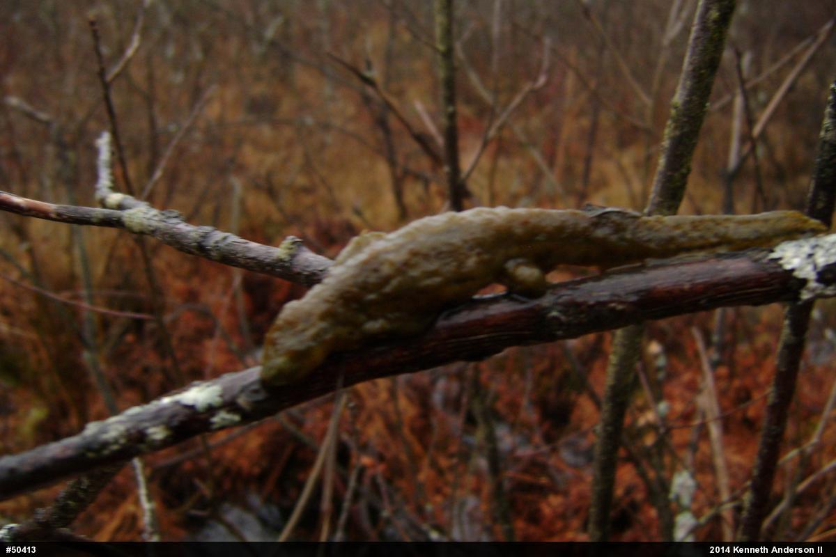 Red-spotted Newt
