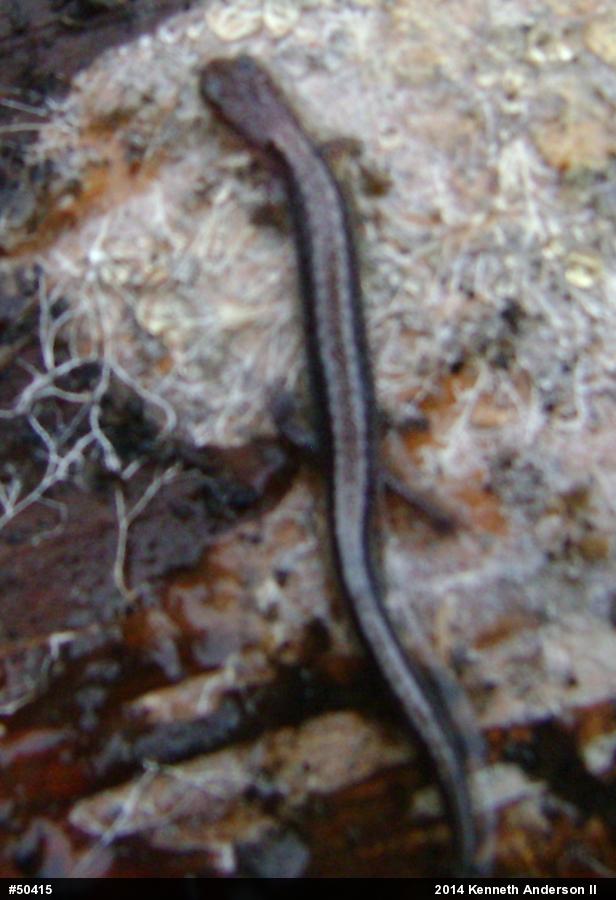 Eastern Red-backed  Salamander