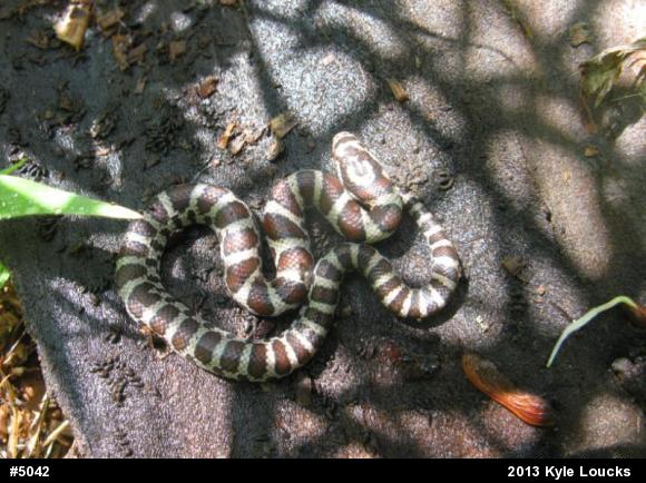 Eastern Milksnake