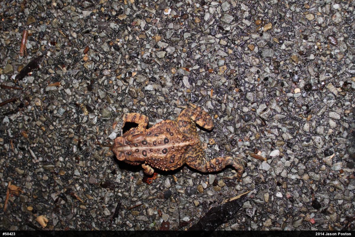 Eastern American Toad