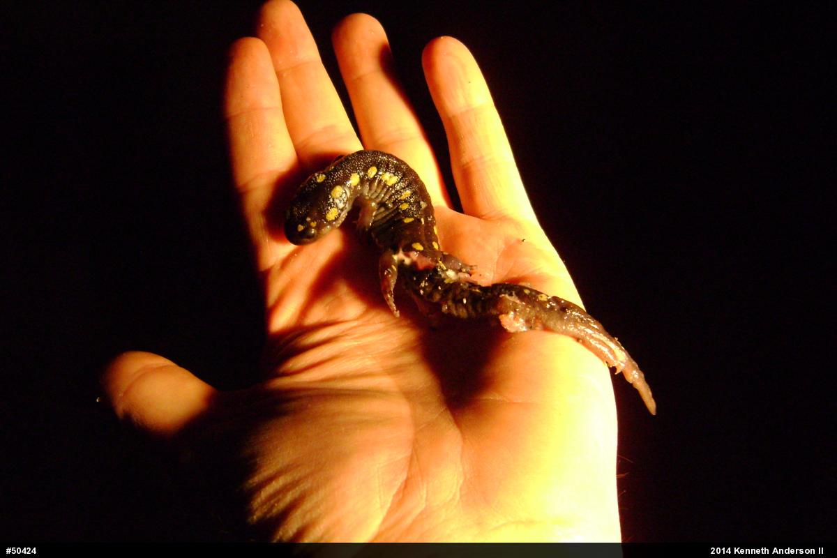 Spotted Salamander