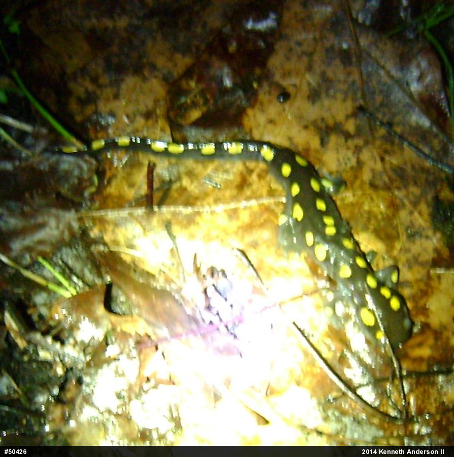 Spotted Salamander