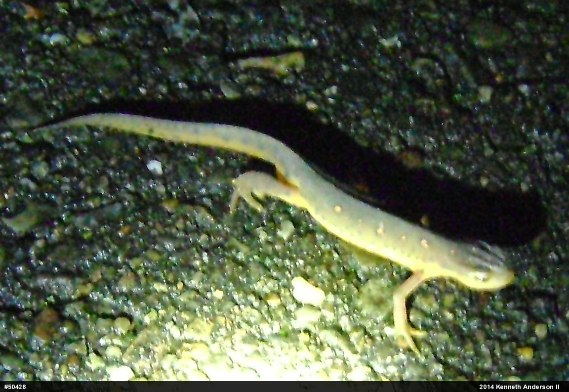 Red-spotted Newt