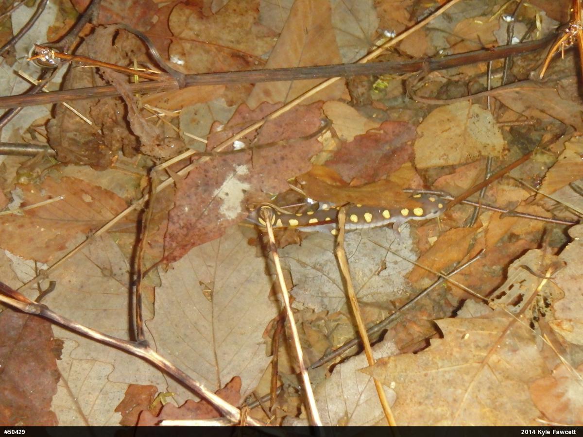 Spotted Salamander