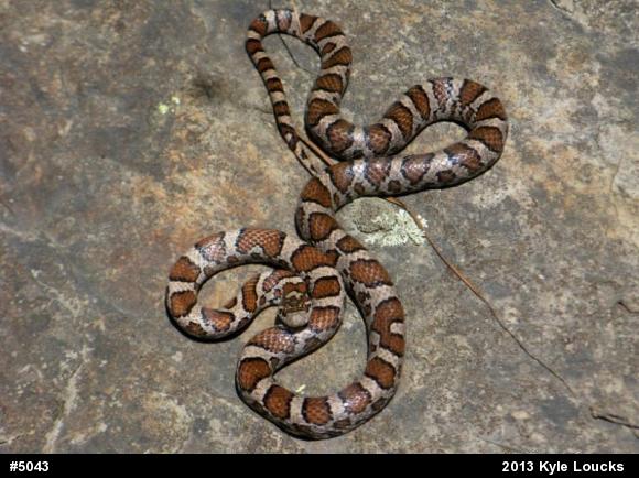 Eastern Milksnake