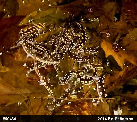 Spotted Salamander