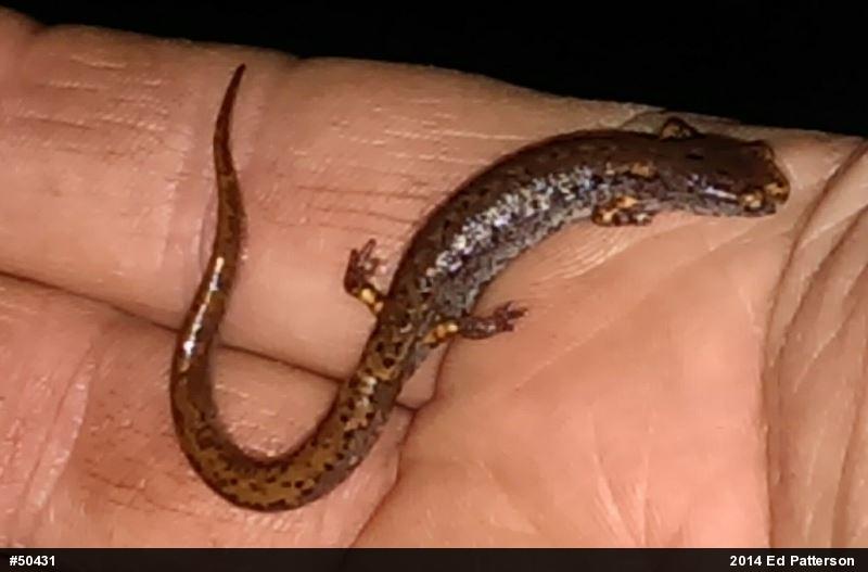 Four-toed Salamander