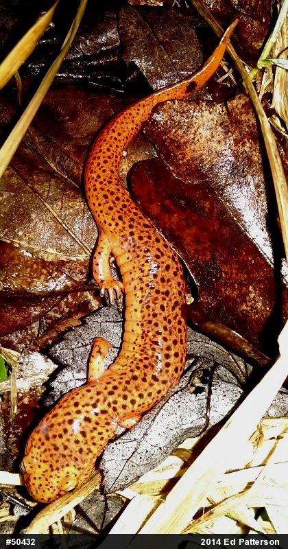 Northern Red Salamander