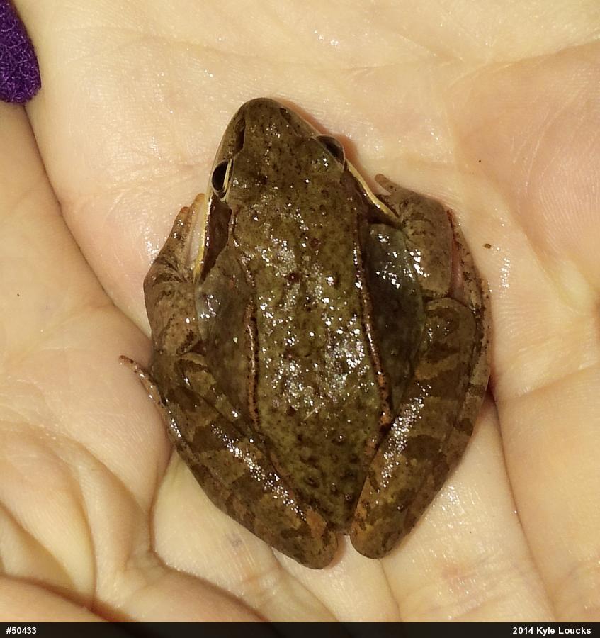 Wood Frog