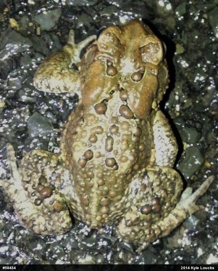 Eastern American Toad