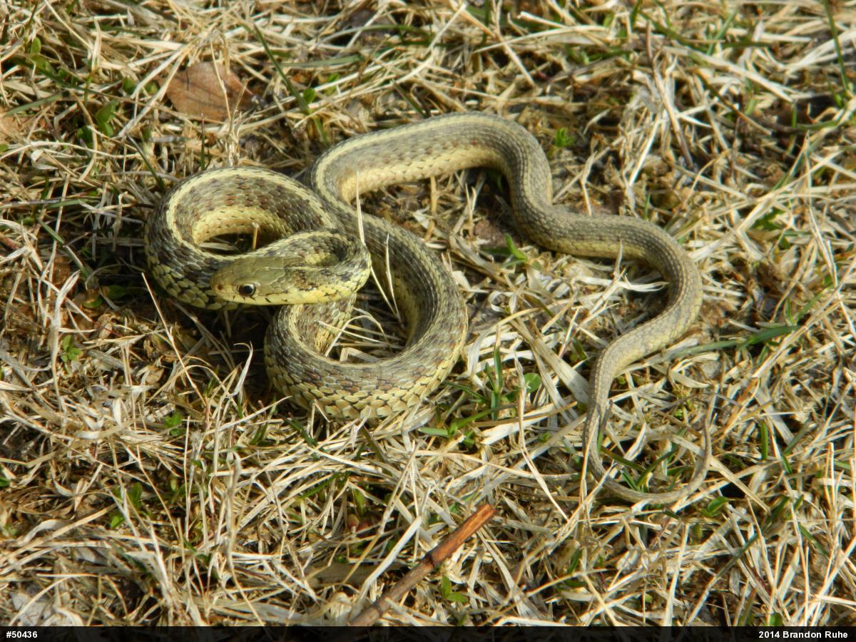 Eastern Gartersnake