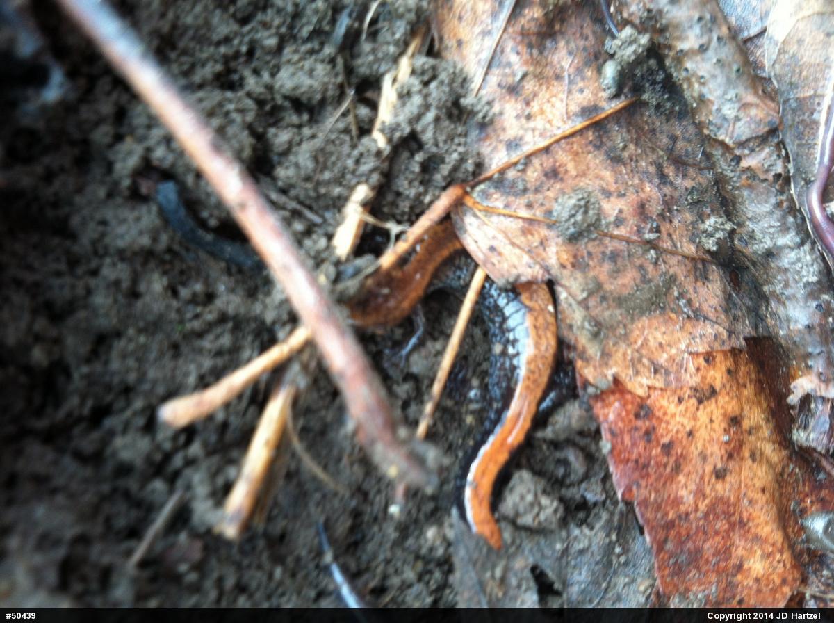 Eastern Red-backed  Salamander