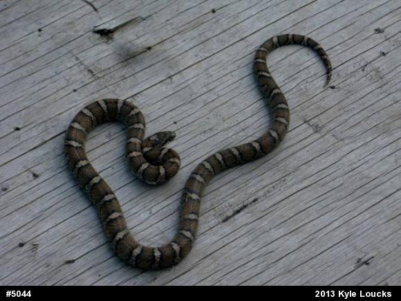 Eastern Milksnake