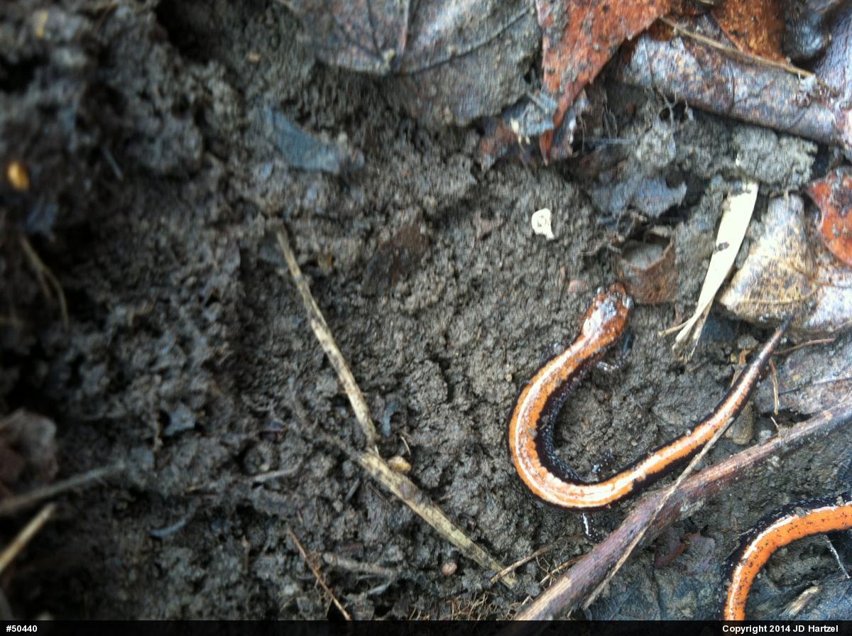 Eastern Red-backed  Salamander
