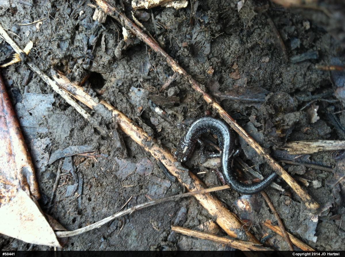 Eastern Red-backed  Salamander