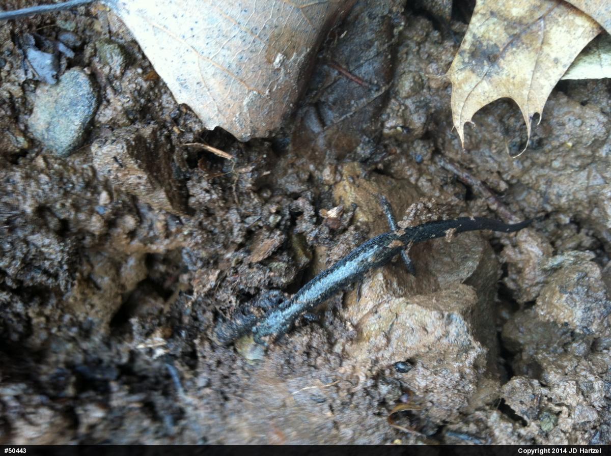 Eastern Red-backed  Salamander