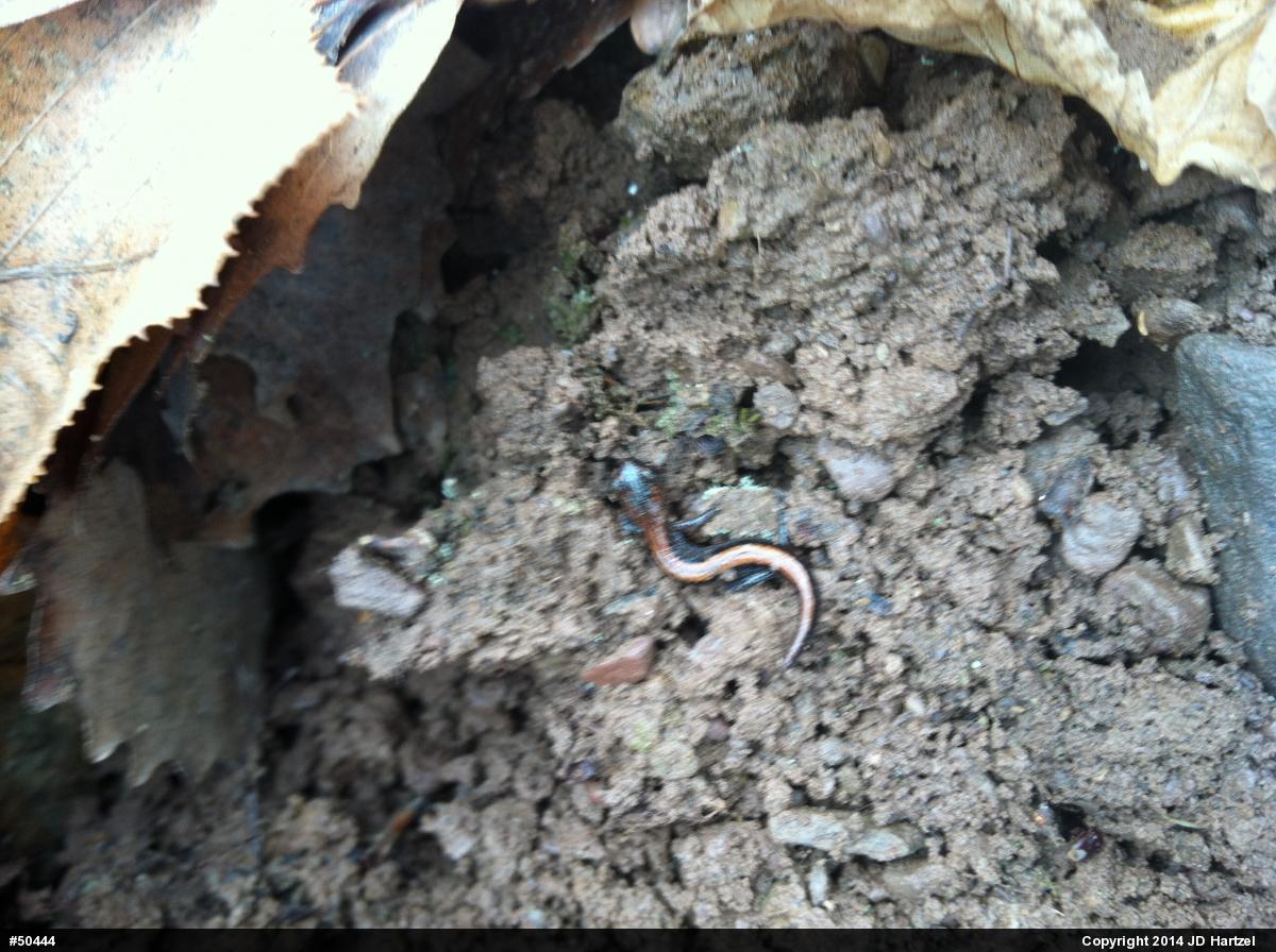 Eastern Red-backed  Salamander