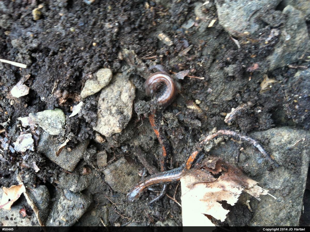 Eastern Red-backed  Salamander