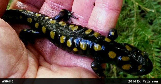 Spotted Salamander