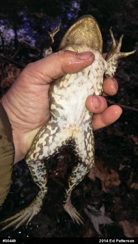 American Bullfrog