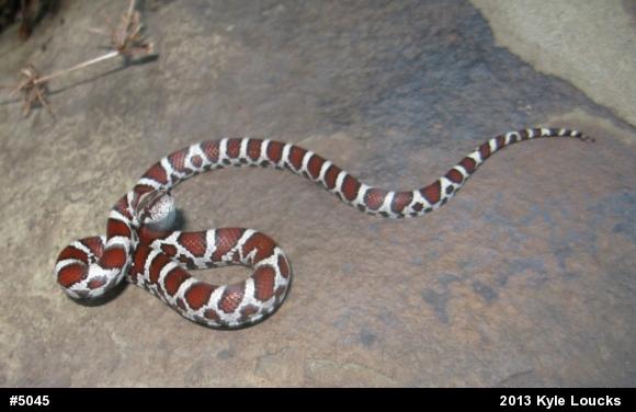 Eastern Milksnake