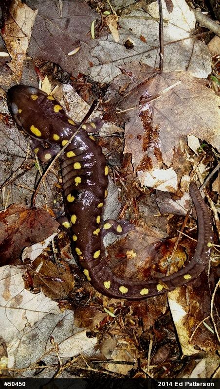 Spotted Salamander