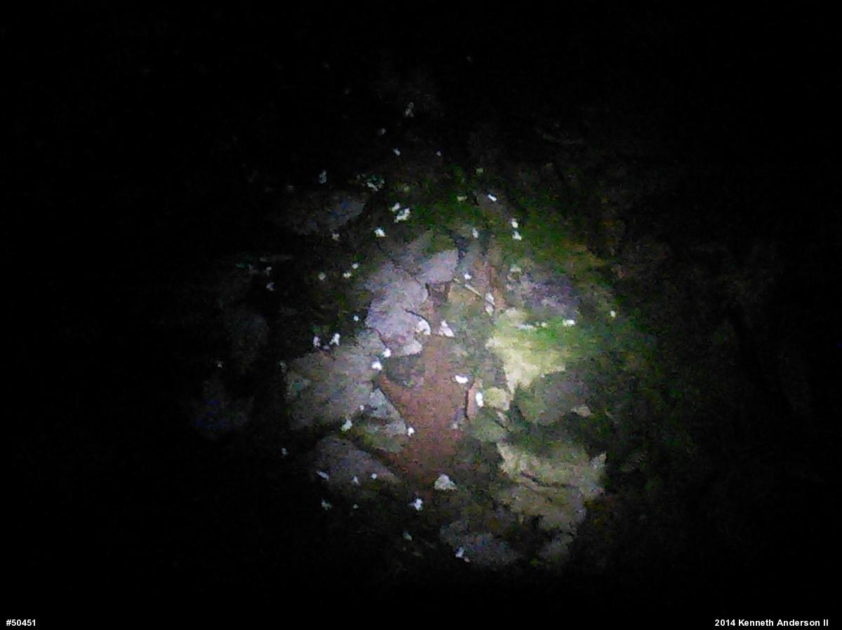 Mole Salamanders