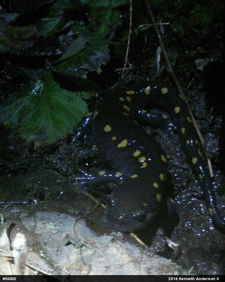 Spotted Salamander