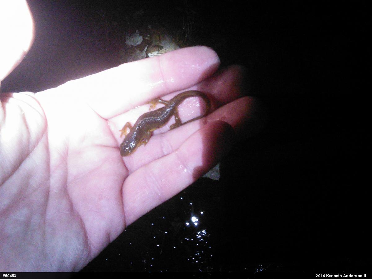 Red-spotted Newt