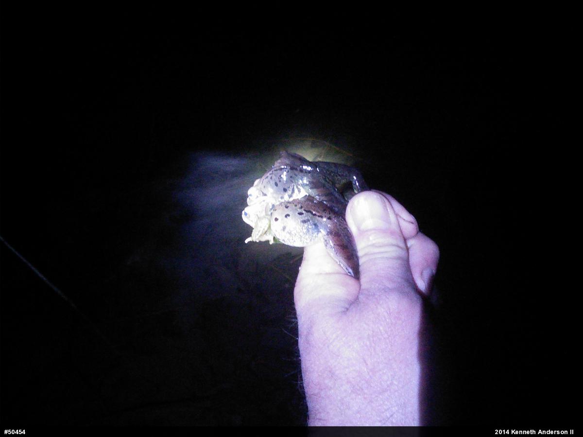 Wood Frog