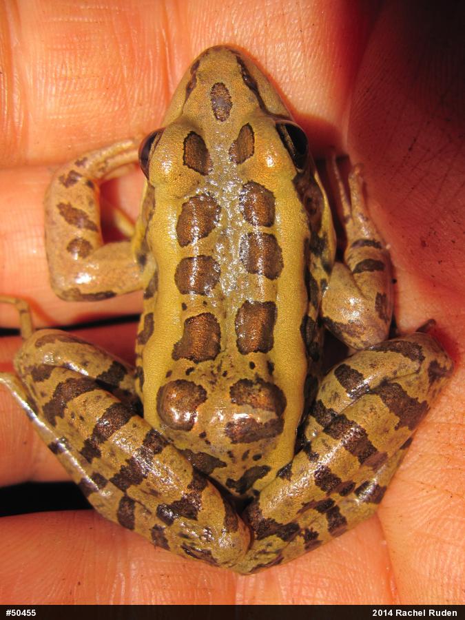 Pickerel Frog