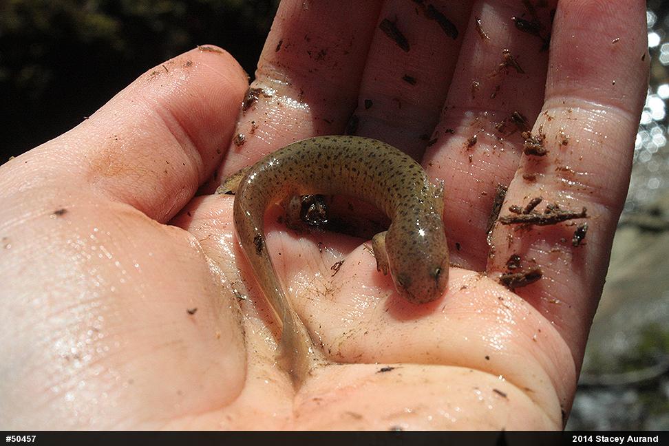 Northern Red Salamander