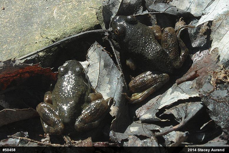 American Bullfrog