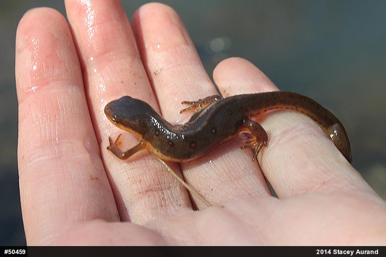 Red-spotted Newt