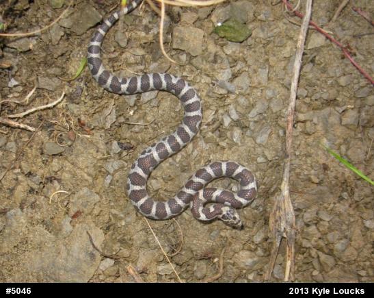 Eastern Milksnake