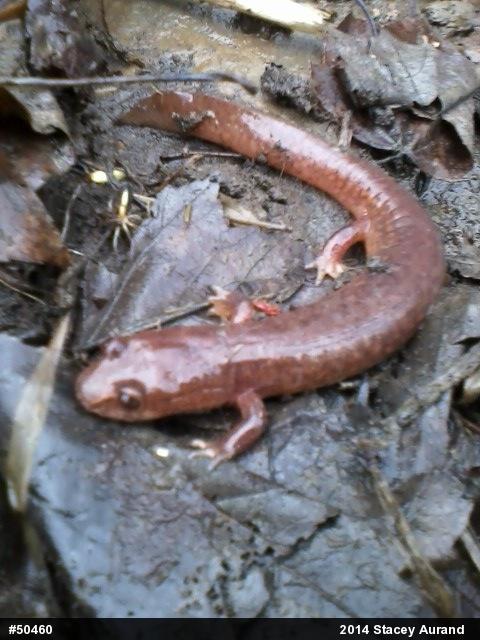 Northern Spring Salamander
