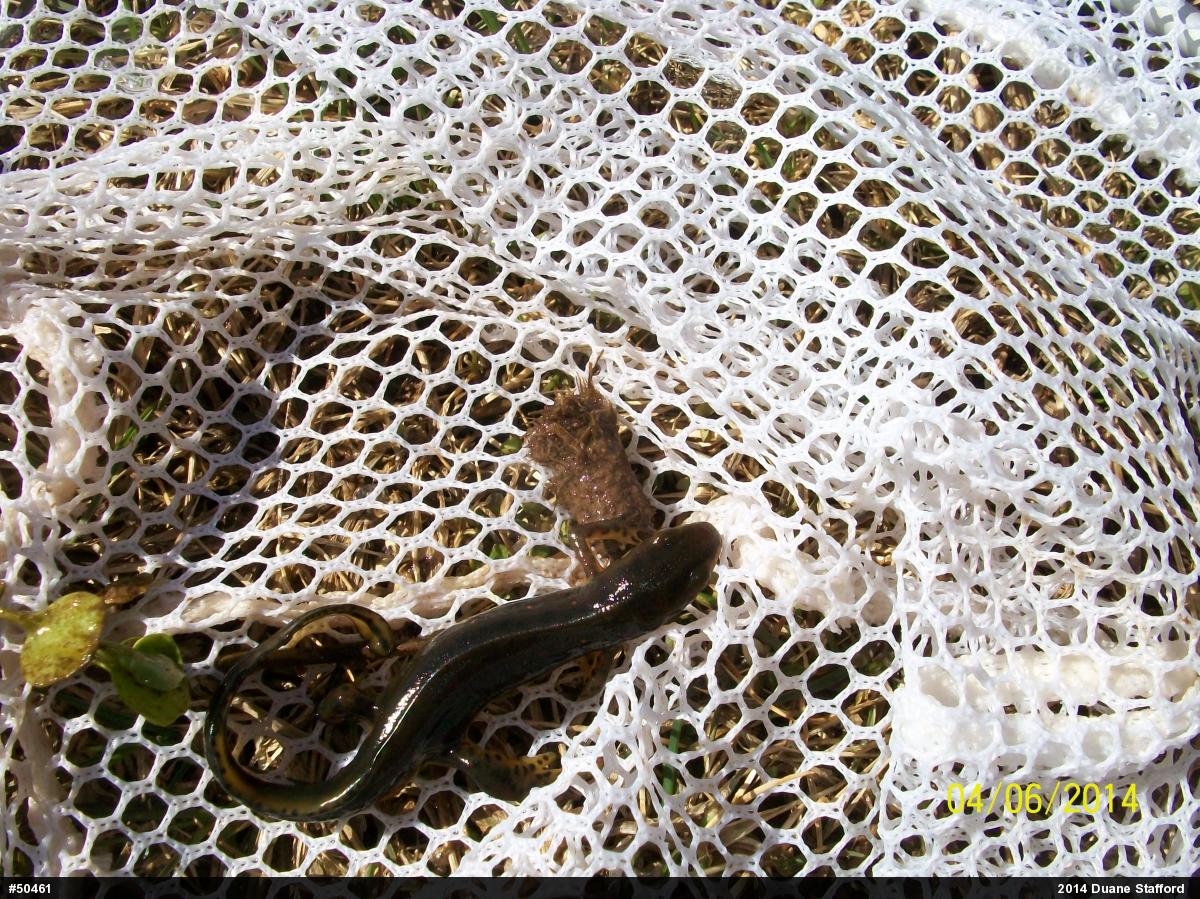 Red-spotted Newt