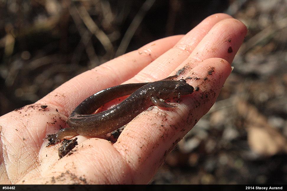 Northern Dusky Salamander